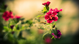 位圖 植物圖案 寫(xiě)實(shí)花卉 花朵 野花 免費(fèi)素材