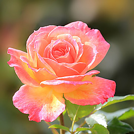 位圖 植物攝影 寫實(shí)花卉 花朵 數(shù)碼照片 免費(fèi)素材