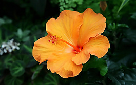 位圖 植物圖案 寫(xiě)實(shí)花卉 花朵 牽?；?免費(fèi)素材