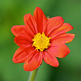 位圖 植物攝影 寫實(shí)花卉 花朵 數(shù)碼照片 免費(fèi)素材