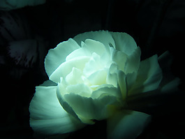 位圖 植物攝影 寫實(shí)花卉 花朵 數(shù)碼照片 免費(fèi)素材