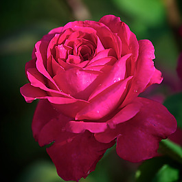 位圖 植物攝影 寫(xiě)實(shí)花卉 花朵 數(shù)碼照片 免費(fèi)素材