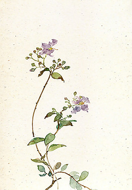 位圖 寫意花卉 藝術(shù)效果 手繪 免費(fèi)素材