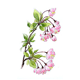 位圖 寫意花卉 藝術(shù)效果 手繪 免費素材