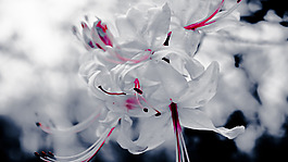 位圖 寫(xiě)實(shí)花卉 植物 花朵 百合 免費(fèi)素材