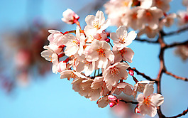 位圖 寫(xiě)實(shí)花卉 植物 花朵 梅花 免費(fèi)素材