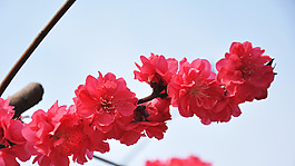 位圖 寫(xiě)實(shí)花卉 植物 花朵 梅花 免費(fèi)素材