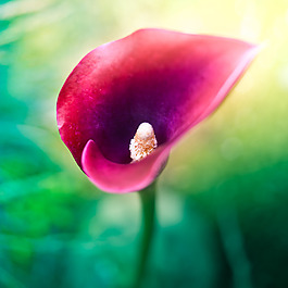 位圖 寫(xiě)實(shí)花卉 植物 花朵 馬蹄蓮 免費(fèi)素材
