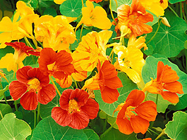 位圖 寫實(shí)花卉 植物 花朵 野花 免費(fèi)素材