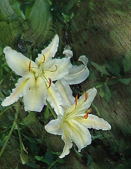 位圖 寫(xiě)意花卉 植物 花朵 免費(fèi)素材