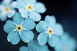 位圖 寫實(shí)花卉 植物 花朵 野花 免費(fèi)素材
