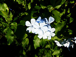 位圖 寫(xiě)實(shí)花卉 植物 花朵 野花 免費(fèi)素材
