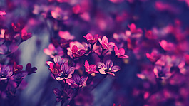 位圖 寫實(shí)花卉 植物 花朵 野花 免費(fèi)素材