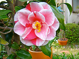 位圖 植物攝影 寫實(shí)花卉 花朵 數(shù)碼照片 免費(fèi)素材
