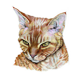 位圖 插畫 時尚插畫 動物插畫 藝術(shù)效果 免費素材