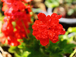 位圖 植物攝影 寫實(shí)花卉 花朵 數(shù)碼照片 免費(fèi)素材