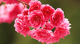位圖 寫(xiě)意花卉 植物 花朵 免費(fèi)素材