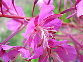 位圖 寫實(shí)花卉 植物 花朵 野花 免費(fèi)素材