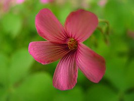位圖 寫實(shí)花卉 植物 花朵 野花 免費(fèi)素材