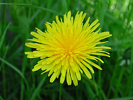 位圖 寫實(shí)花卉 植物 花朵 菊花 免費(fèi)素材