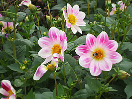 位圖 寫(xiě)實(shí)花卉 植物 花朵 野花 免費(fèi)素材