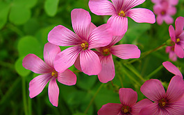 位圖 寫(xiě)實(shí)花卉 植物 花朵 長(zhǎng)春花 免費(fèi)素材