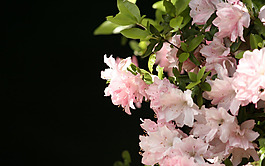 位圖 寫實花卉 植物 花朵 櫻花 免費素材