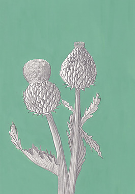位圖 插畫 時尚插畫 植物插畫 插畫師 免費素材