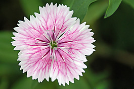 位圖 植物攝影 寫(xiě)實(shí)花卉 花朵 數(shù)碼照片 免費(fèi)素材