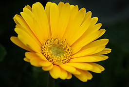 位圖 植物攝影 寫(xiě)實(shí)花卉 花朵 數(shù)碼照片 免費(fèi)素材