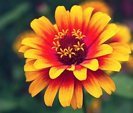 位圖 植物攝影 寫實(shí)花卉 花朵 數(shù)碼照片 免費(fèi)素材