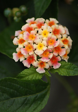 位圖 植物攝影 寫實(shí)花卉 花朵 數(shù)碼照片 免費(fèi)素材