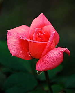 位圖 植物攝影 寫(xiě)實(shí)花卉 花朵 數(shù)碼照片 免費(fèi)素材