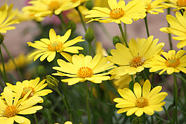 位圖 寫(xiě)實(shí)花卉 植物 花朵 菊花 免費(fèi)素材