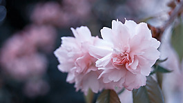 位圖 寫實(shí)花卉 植物 花朵 櫻花 免費(fèi)素材
