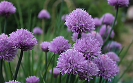 位圖 寫實(shí)花卉 植物 花朵 野花 免費(fèi)素材