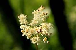 位圖 寫實(shí)花卉 植物 花朵 野花 免費(fèi)素材