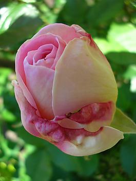 位圖 植物攝影 寫(xiě)實(shí)花卉 花朵 數(shù)碼照片 免費(fèi)素材