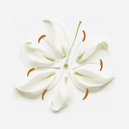 印花矢量图 T恤图案 植物 花朵 拼接 免费素材
