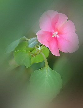 位圖 植物攝影 寫實花卉 花朵 數(shù)碼照片 免費素材