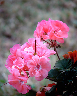 位圖 植物攝影 寫(xiě)實(shí)花卉 花朵 數(shù)碼照片 免費(fèi)素材