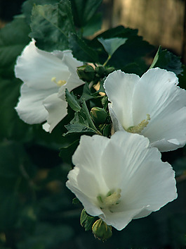 位圖 植物攝影 寫(xiě)實(shí)花卉 花朵 數(shù)碼照片 免費(fèi)素材