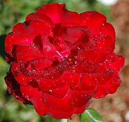 位圖 寫實(shí)花卉 植物 花朵 月季 免費(fèi)素材