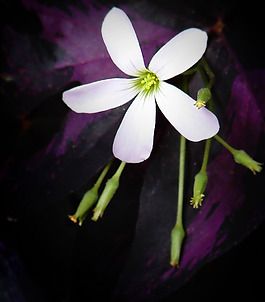 位圖 植物攝影 寫實花卉 花朵 數(shù)碼照片 免費素材