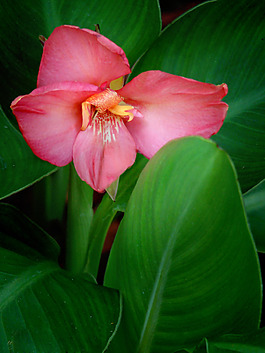 位圖 植物攝影 寫(xiě)實(shí)花卉 花朵 數(shù)碼照片 免費(fèi)素材