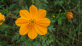 位圖 寫實(shí)花卉 植物 花朵 野花 免費(fèi)素材