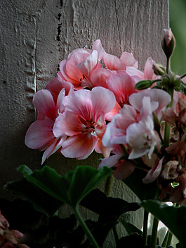 位圖 植物攝影 寫實(shí)花卉 花朵 數(shù)碼照片 免費(fèi)素材