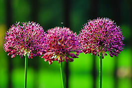 位圖 寫(xiě)實(shí)花卉 植物 花朵 野花 免費(fèi)素材