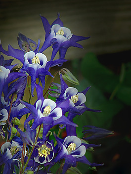 位圖 植物攝影 寫(xiě)實(shí)花卉 花朵 數(shù)碼照片 免費(fèi)素材