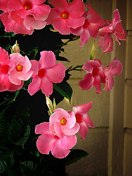 位圖 植物攝影 寫(xiě)實(shí)花卉 花朵 數(shù)碼照片 免費(fèi)素材